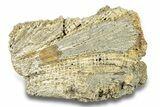 Agatized Fossil Coral Geode - Florida #271636-2